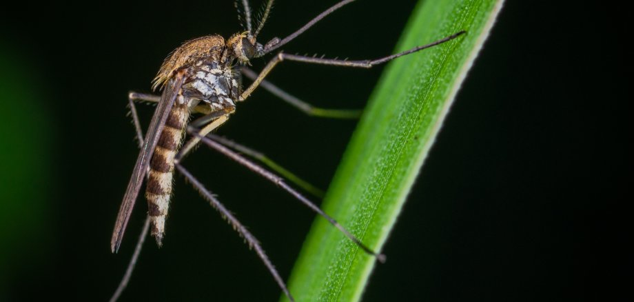 Schnaken_Canva Schnaken_Canva