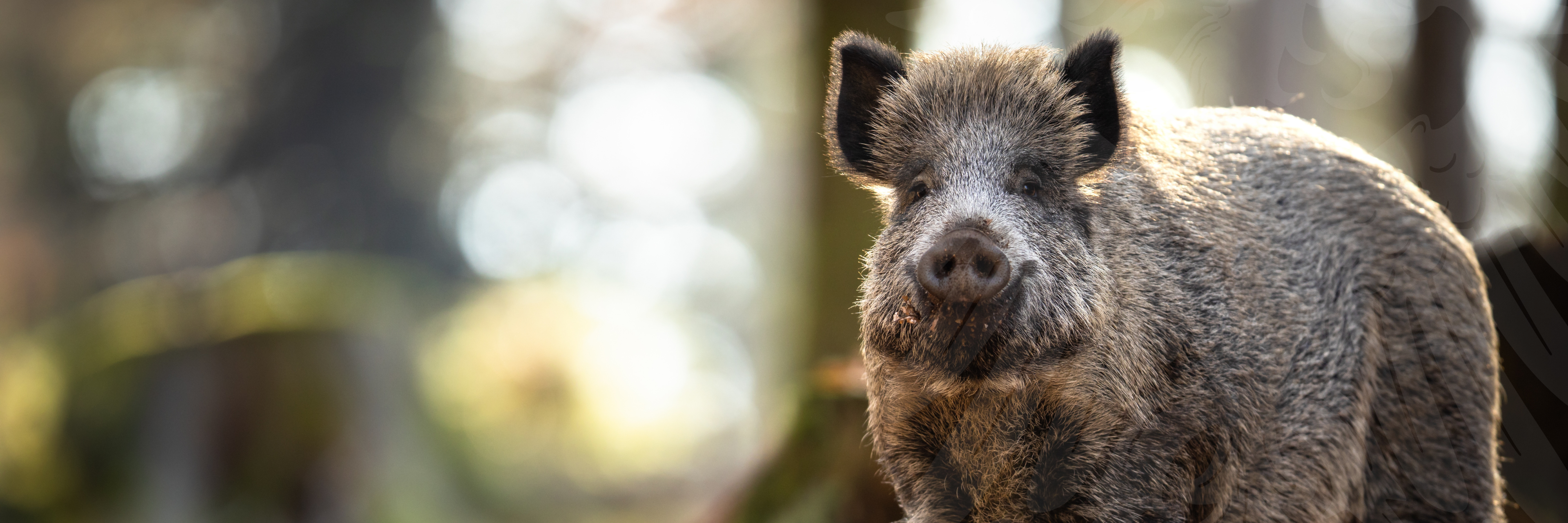 HP-Header - KRISE-Schweinepest