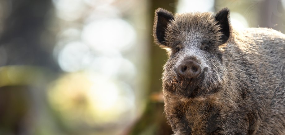 HP-Header - KRISE-Schweinepest HP-Header - KRISE-Schweinepest