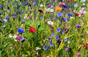 Bilder zur Einbettung - Ebene 2 - Tipps für Bürger*innen - Biodiversität Garten
